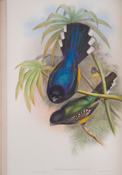 Trogon melanocephalus, planche de The Birds of Great Britain par John Gould, publié 1862-73 - John Gould